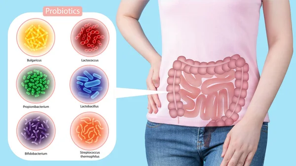 Probiotics health benefits. Gut of woman with good bacteria set lactobacillus, lactococcus, propionibacterium, bifidobacterium, streptococcus thermophilus, bulgaricus. Healthy digestive systems.