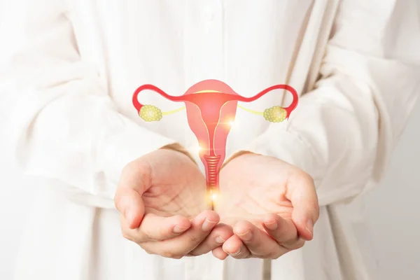 Doktor ellerinde sağlıklı rahim ve yumurtalık anatomisi var. Endometriyozis, PCOS, STD, yumurtalık ya da rahim kanseri taraması gibi kadın sağlık hizmetlerine ilişkin farkındalık. Jinekoloji ve üreme sistemi.
