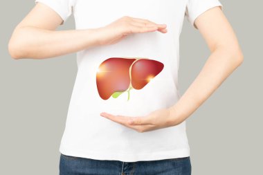 İki avuç içi arasında sağlıklı insan karaciğeri ve safra kesesi anatomisi. Karaciğer hastalığı ve organ bağışı konseptine karşı koruma.