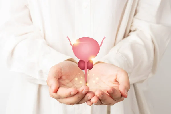 Healthy bladder and prostate gland anatomy on doctor hands. Awareness of BPH, prostate cancer, bladder cancer and men health care. Urology and male reproductive concept.