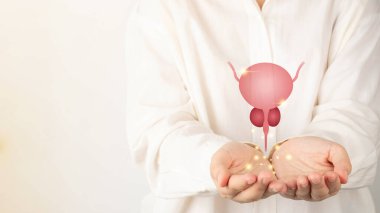 Doktor ellerinde sağlıklı mesane ve prostat bezi anatomisi var. BPH, prostat kanseri, mesane kanseri ve erkek sağlığı. Üroloji ve erkek üreme kavramı. Boşluğu kopyala.