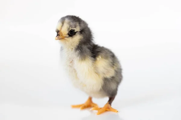 Baby Chick White Back Groun — Stock Photo, Image