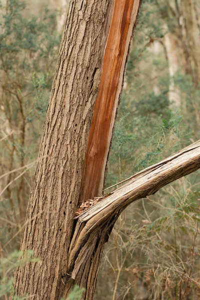 Uma Árvore Australiana Arbusto Que Dividiu Meio — Fotografia de Stock