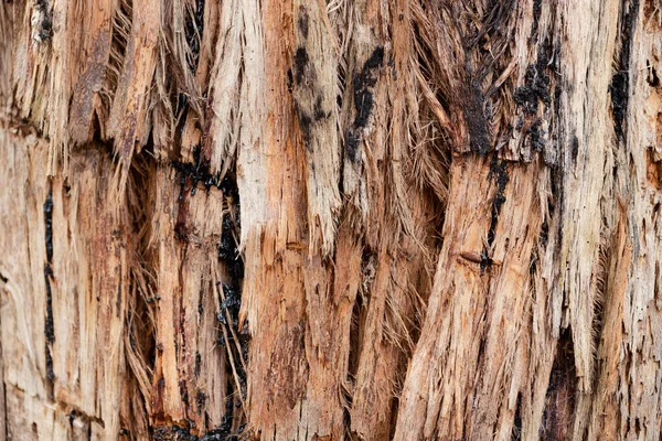 Uma Foto Macro Close Textura Casca Uma Árvore Eucalipto Casca — Fotografia de Stock