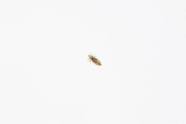 Beyaz arka planda bir insan biti