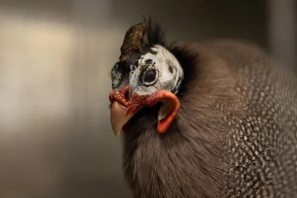 Közelkép Sekély Mélysége Helyszíni Fotó Egy Sisakos Guineafowl Numida Meleagris — Stock Fotó