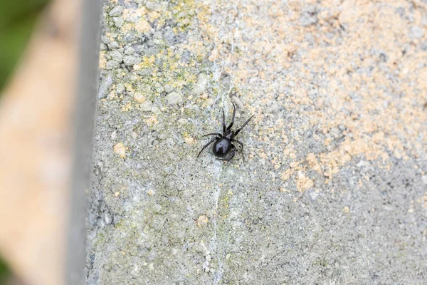 A female Australian false black widow house spider also called a house spider on a brick outside (Steatoda grossa)