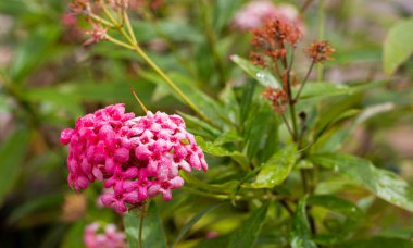 Pembe Panama Gülü 'nün yakın planında tropikal bahçede yeşil yapraklar var..