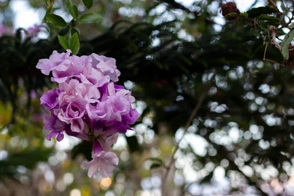 水仙花或万寿菊 Lam 的特写在阳光灿烂的日子里 呆在花园里 带有复制空间的紫色花朵视图 — 图库照片