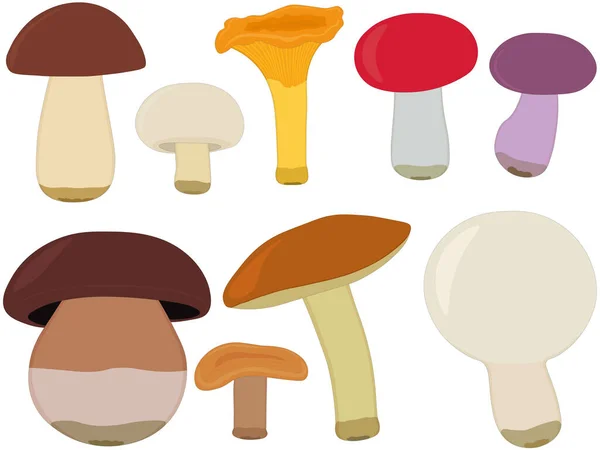 Edible Forest Mushroom Types Collection Vector Illustration — Stock Vector