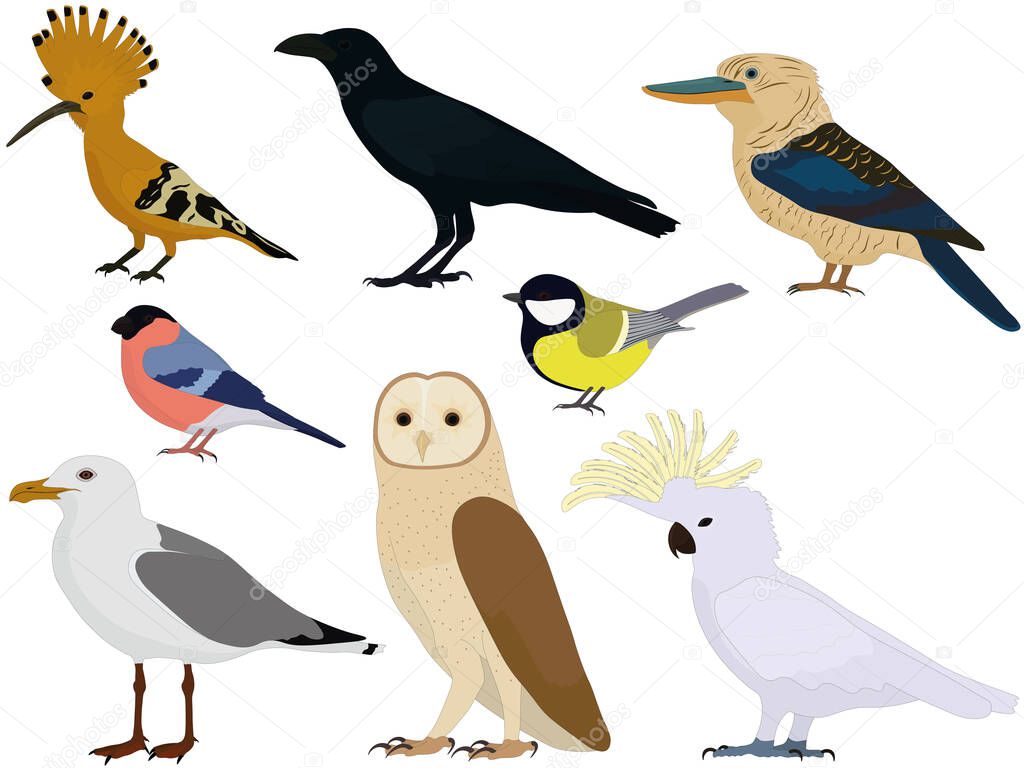 Birds types collection vector illustration