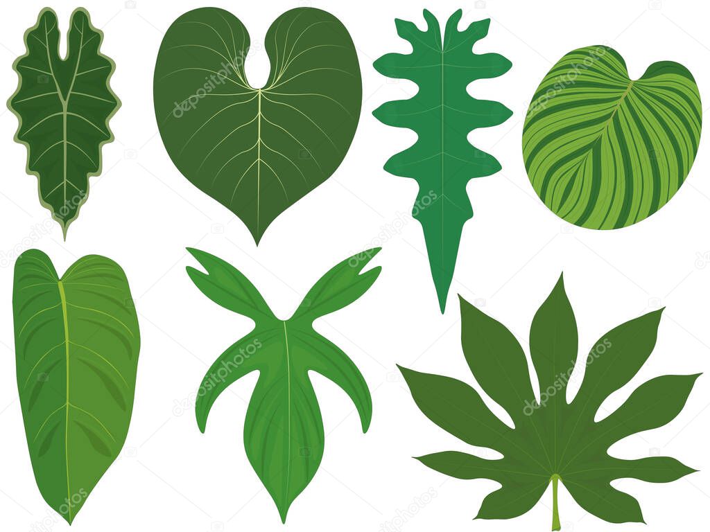 Tropical forest plants giant leaves collection vector illustration