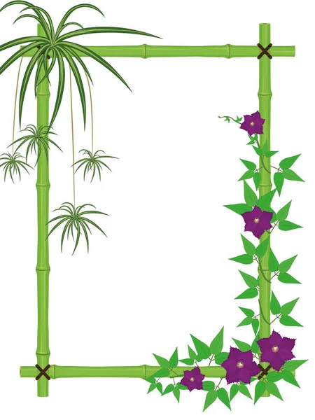Bambusrahmen Mit Spinnenpflanze Und Blühenden Clematis Reben — Stockvektor