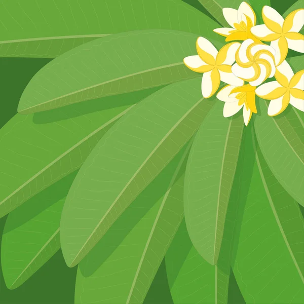 Plumeria Frangipani Gałąź Liśćmi Białe Żółte Kwiaty Wektor Ilustracja — Wektor stockowy