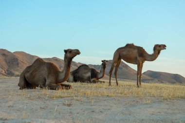 Gün doğumunda Desert Land 'de deve. Çöl konsepti.