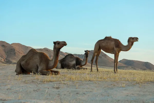 Gün doğumunda Desert Land 'de deve. Çöl konsepti.