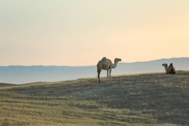 Gün doğumunda çölde duran deve..