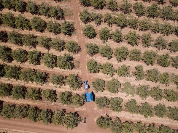 Blue Tractor and loaded trailer crossing agriculture tree field.