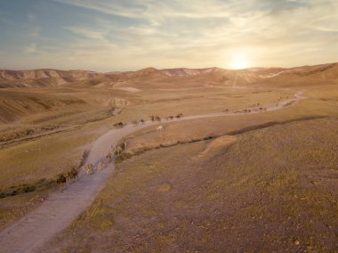 Çölde duyulan büyük deve.