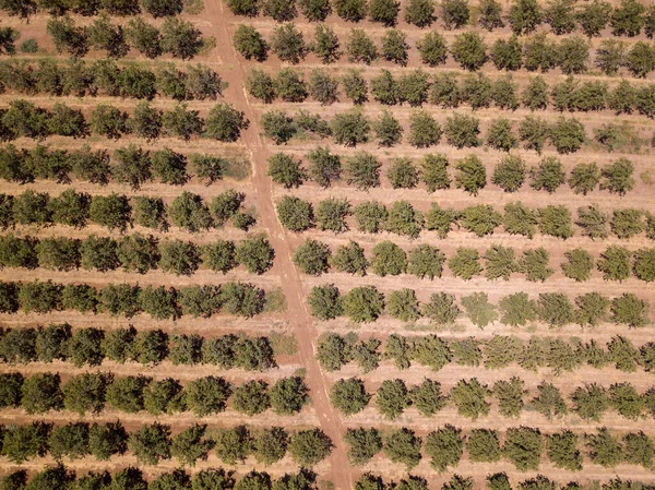 Μεγάλο χωράφι με αμύγδαλα. Αγροτικό τοπίο — Φωτογραφία Αρχείου