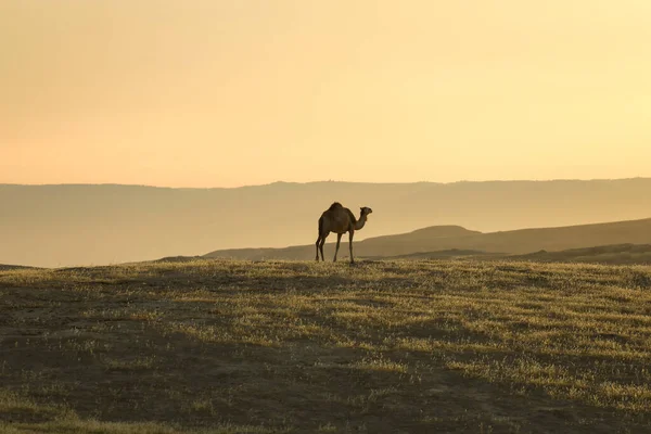 サンライズの砂漠の土地に立つラクダ. — ストック写真