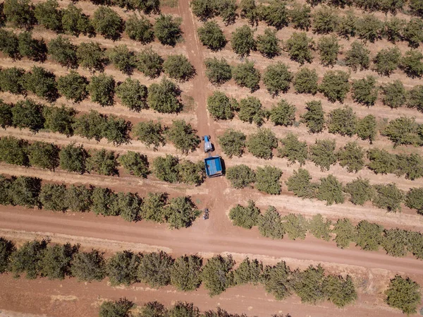 Tractor azul y remolque cruzando campo de árboles de agricultura. — Foto de Stock