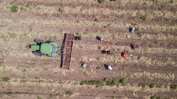 Haifa, Israel - 10 de junio de 2020: Manual del trabajador agrícola recogió cebollas rojas en un campo agrícola. Vista aérea. — Foto de Stock