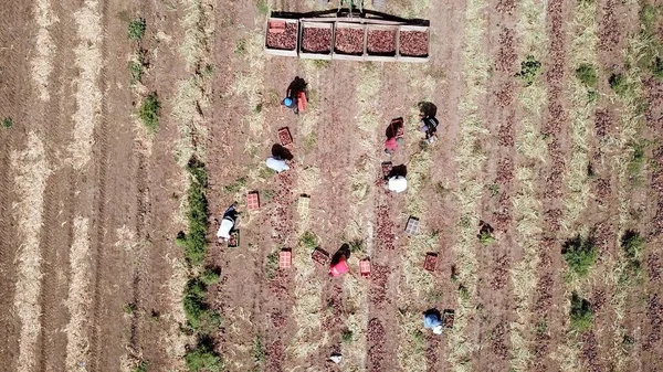 Οι αγρότες μαζεύουν κόκκινα κρεμμύδια από το έδαφος, τρακτέρ στέκεται κοντά και μεταφέρει μεγάλα ξύλινα κουτιά με φρέσκα κρεμμύδια. — Φωτογραφία Αρχείου