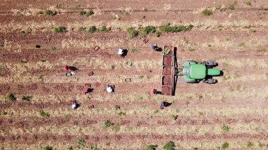 Hayfa, İsrail - 10 Haziran 2020: Çiftçi el kitabı tarımdan Red Onions topladı. Hava görünümü.