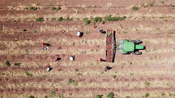 Haifa, Israele - 10 giugno 2020: Il manuale dei contadini ha raccolto le cipolle rosse in un campo agricolo. Vista aerea. — Foto Stock