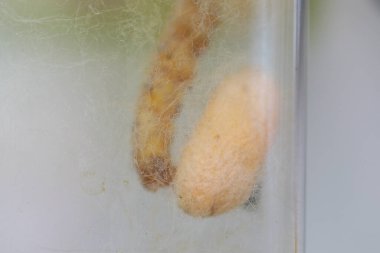 Kozalar ve İpek Böceği. İpek böceğinin evrimi.