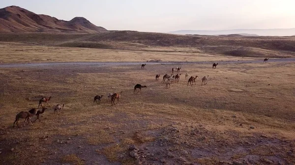 Caravana de camellos atravesando las dunas del desierto. — Foto de Stock