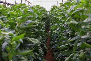 Tatlı biber bir serada yetişir..