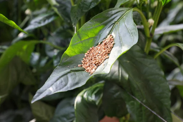 Plaguicida biológico en la agricultura mediante el uso de pequeños insectos. Manejo integrado de plagas. — Foto de Stock