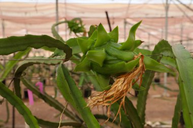 Ejderha meyvesi çiçek açar. Bilimsel adı Hylocereus undatus.