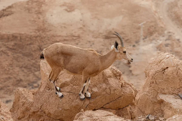 Ibexes Standing Cliff Desert — Stock Photo, Image