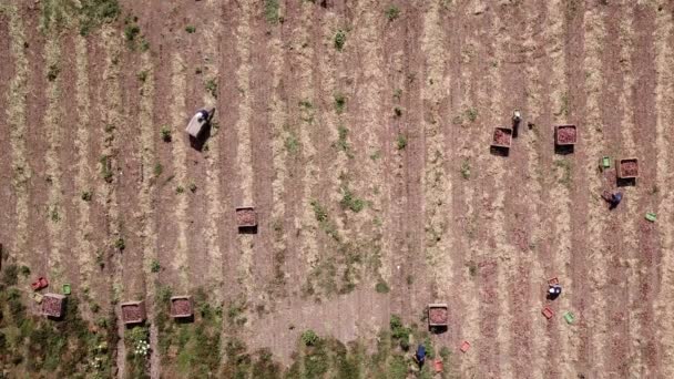 Farmworker Harvesting Red Onions Agriculture Field — Video Stock