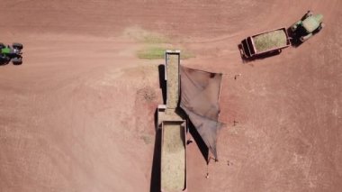 Truck discharging Fresh harvested Almonds on a conveyor belt, dropping into a tractor-trailer. Pull up shoot.
