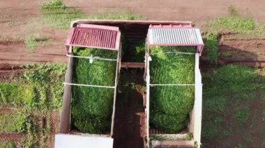 Agriculture machinery unloads freshly harvested herbs into a container located at a green agricultural field.