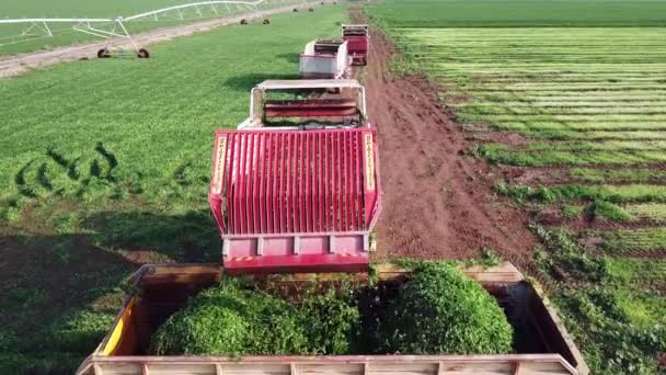 Agriculture Machinery Unloads Freshly Harvested Herbs Container Located Green Agricultural — Video