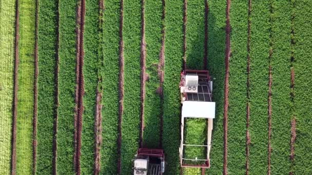 Peterselie Plant Drie Landbouwmachines Die Kruiden Oogsten Een Groen Landbouwgebied — Stockvideo