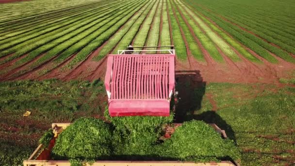 Agriculture Machinery Unloads Freshly Harvested Herbs Container Located Green Agricultural — Wideo stockowe