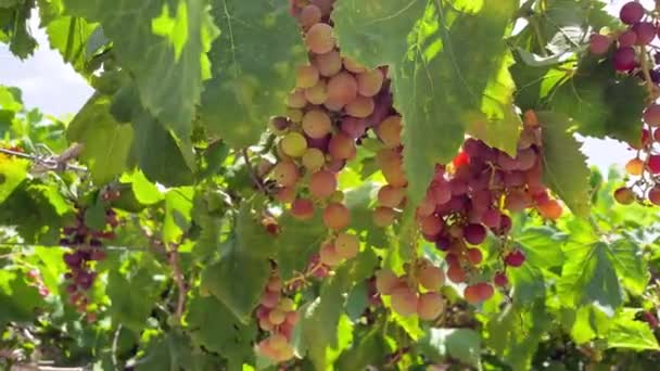 Red Wine Grapes Grapevine — ストック動画