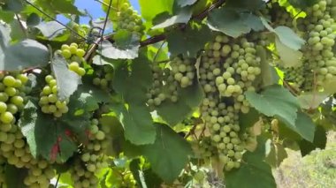 Green wine grapes on a grapevine. 