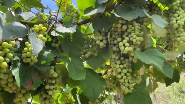 Green Wine Grapes Grapevine — Stockvideo