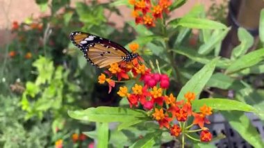 Siyah ve turuncu kelebek beslendikten sonra pembe çiçekten uçarak uzaklaşıyor.