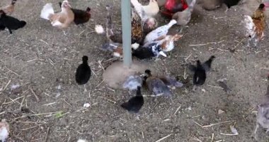 Different types of chickens and chicks eat seeds in an organic farm.