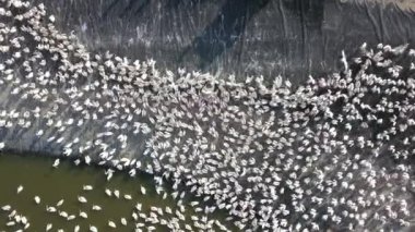 Pelikanlar beslenmek için akın eder. Büyük Pelikan kolonisi .