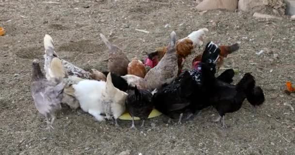 Different Types Chickens Chicks Eat Seeds Organic Farm — Vídeo de stock