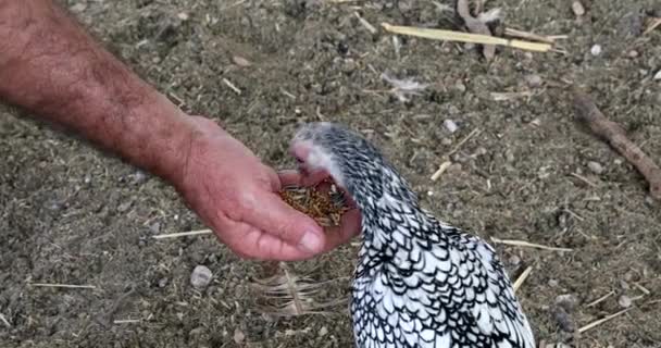 Hens Eating Cereals Mans Hands — Vídeo de stock
